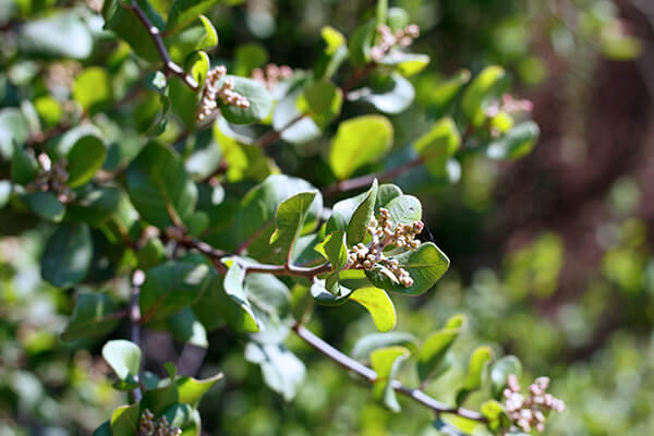 lemonade berry shrub summerwinds california